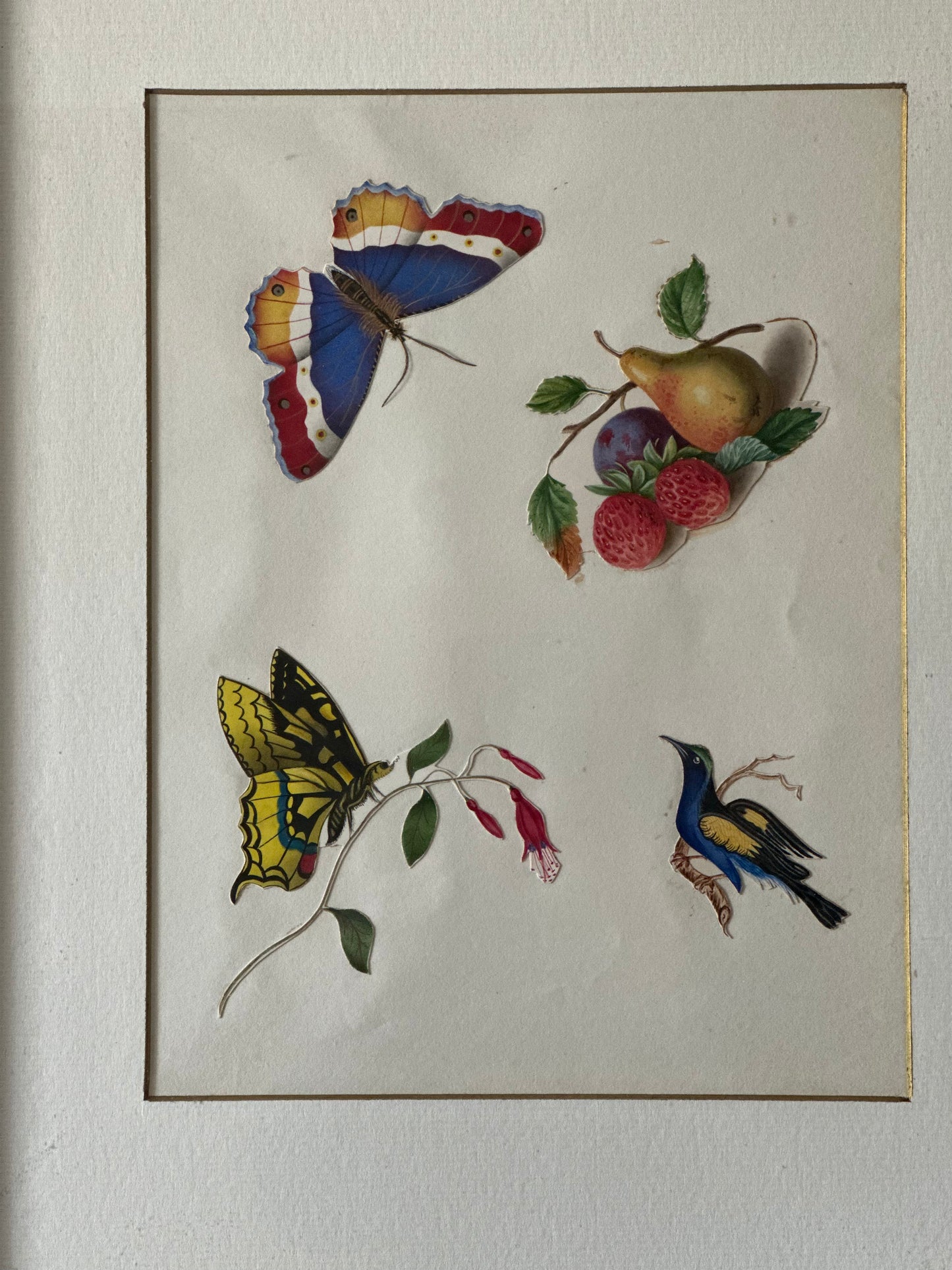 Studies of Butterflies, a bird & fruit