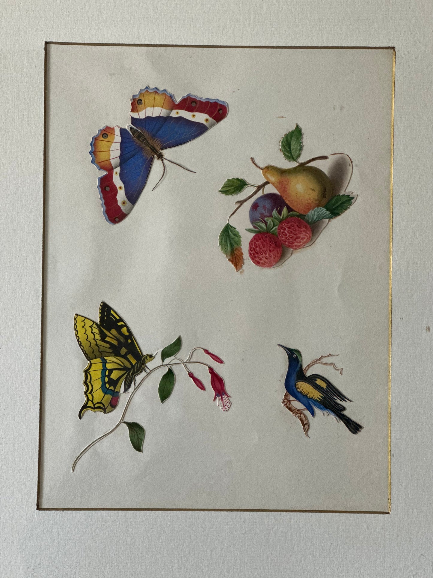 Studies of Butterflies, a bird & fruit