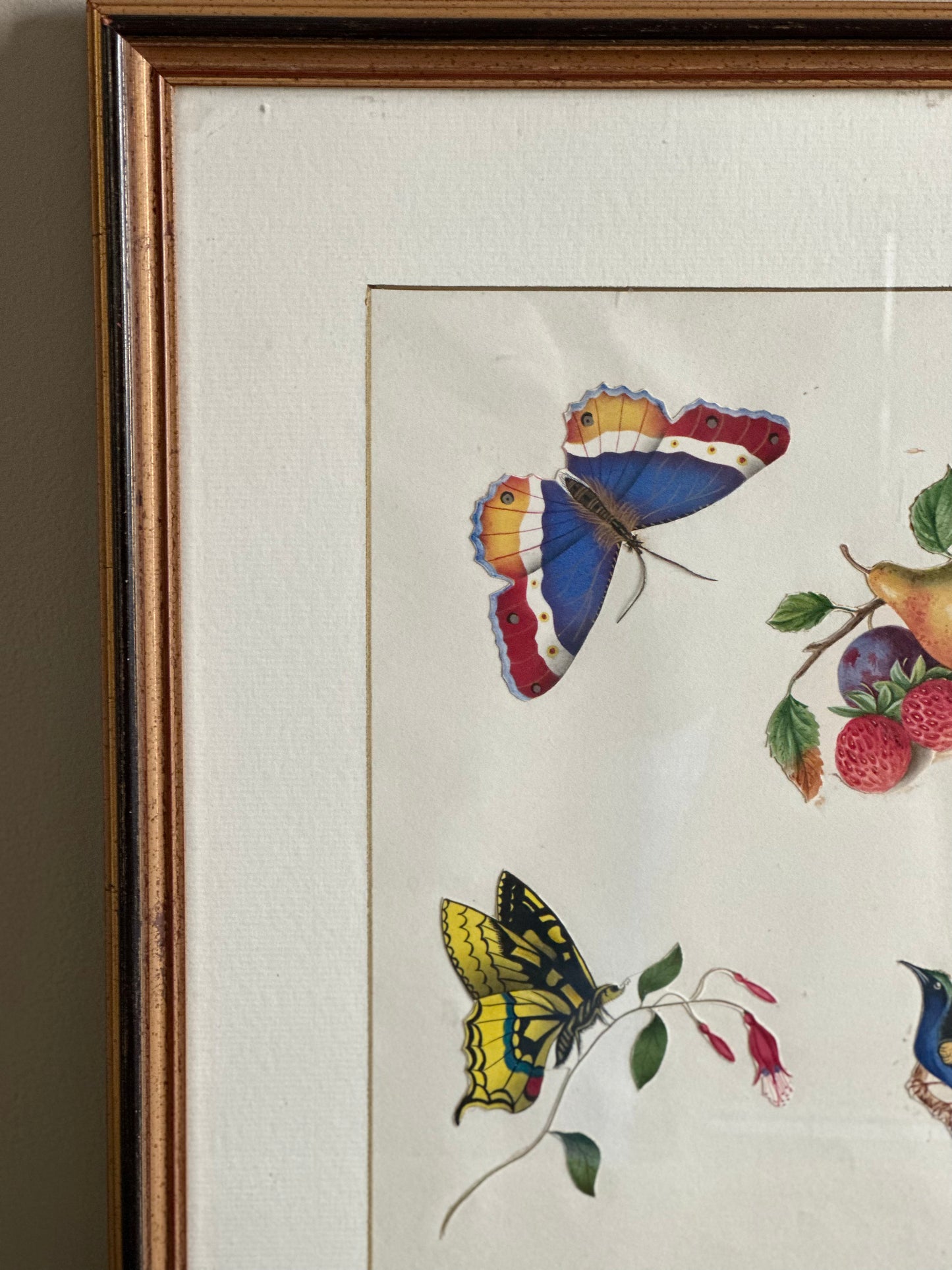 Studies of Butterflies, a bird & fruit