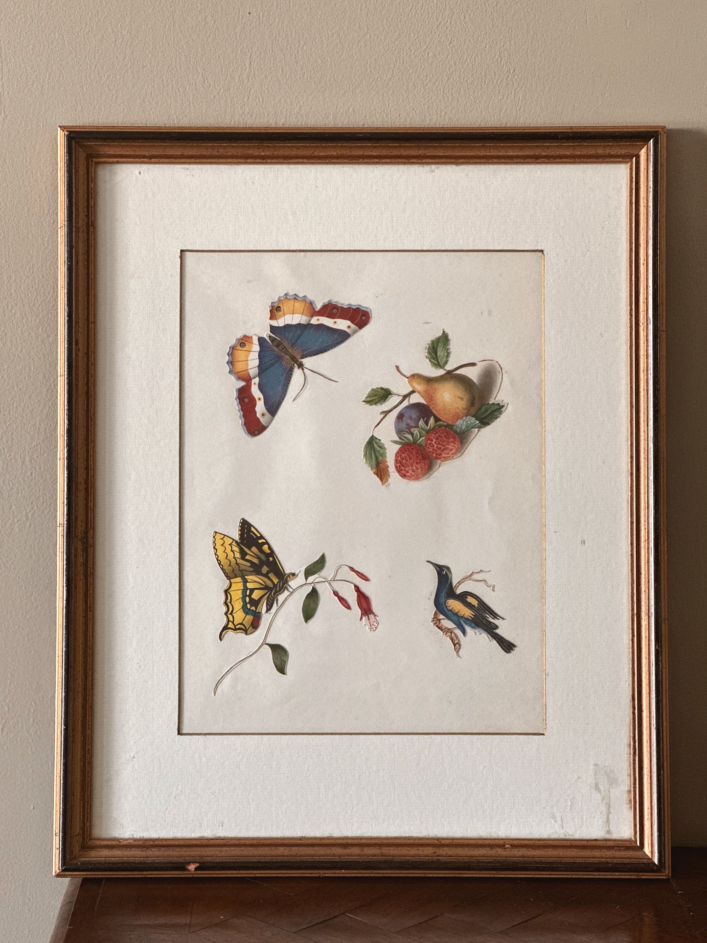 Studies of Butterflies, a bird & fruit